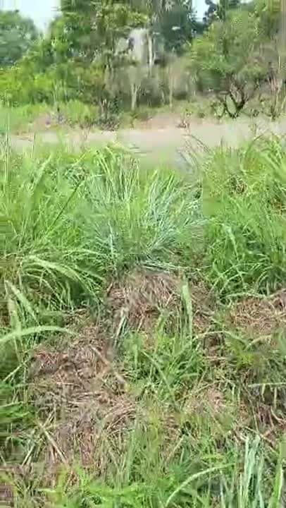 Terrain de 500 m² à vendre sur la route de Sakassou (Sola)