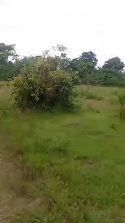 17 hectares à vendre à Tiokorlodougou (axe Yamoussoukro–Sinfra)