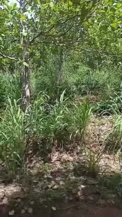 Terrain de 500 m² à vendre à Diabo (Télébokan)