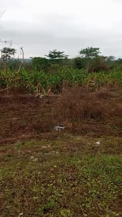 Terrain de 1000 m² à vendre à Logbakro (ACD disponible)